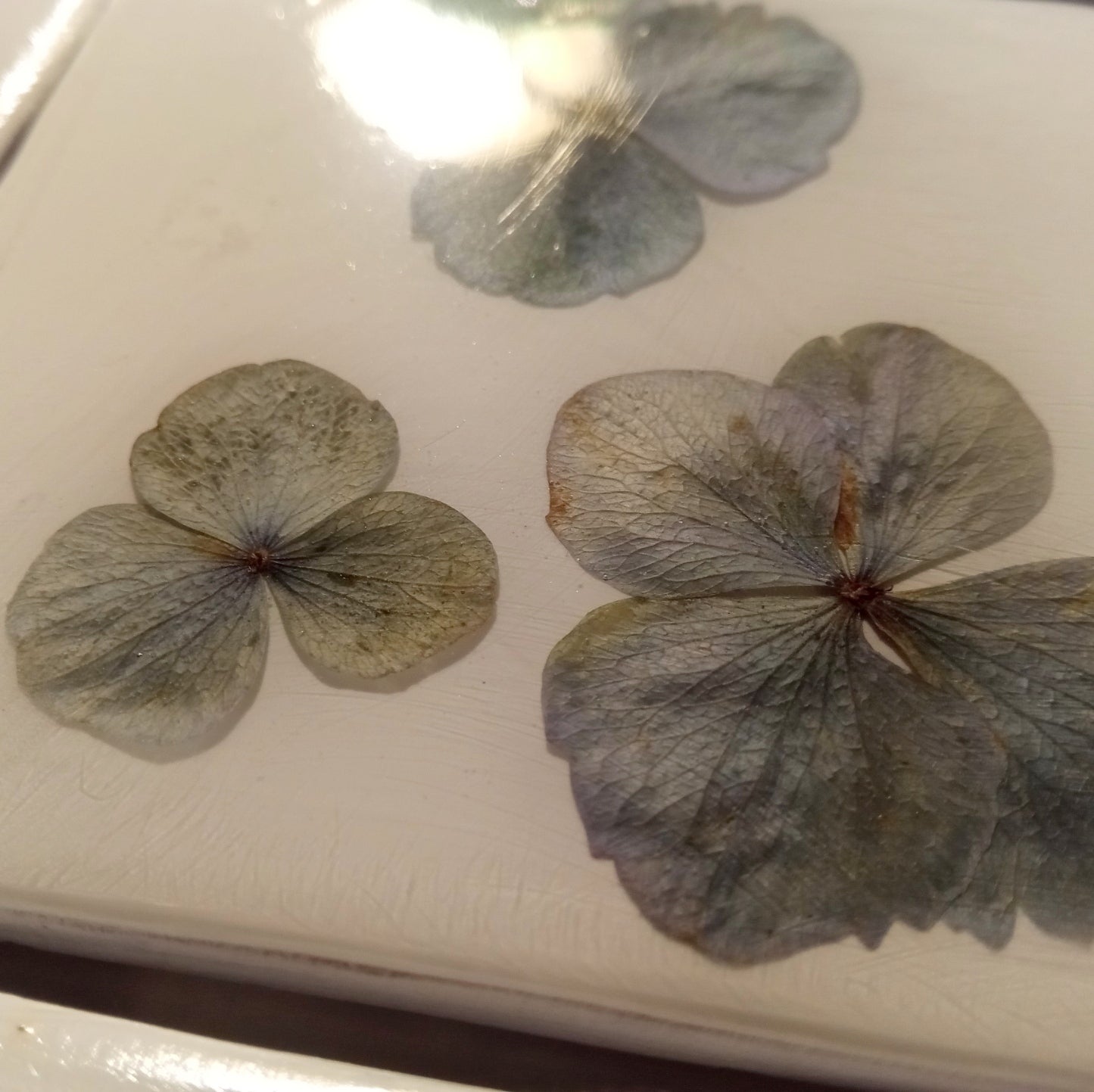 Carreaux d'herbier avec de vraies plantes sèches. Collection Spring Meadow, crédence de cuisine, carrelage de salle de bain, art mural, art naturel, carreaux de base en céramique.