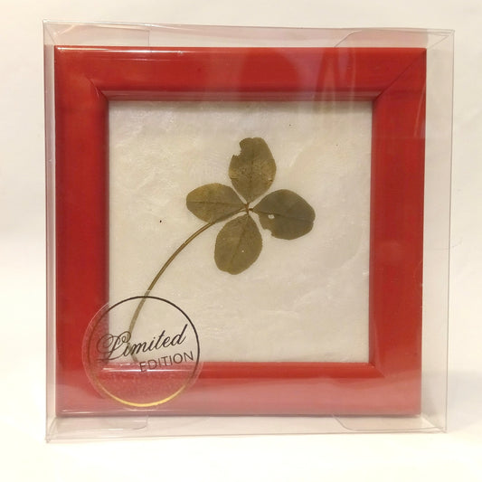 Real clover botanical wall decor Framed shamrock Genuine handpicked four leaf clover