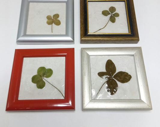 Real clover botanical wall decor Framed shamrock Genuine handpicked four leaf clover