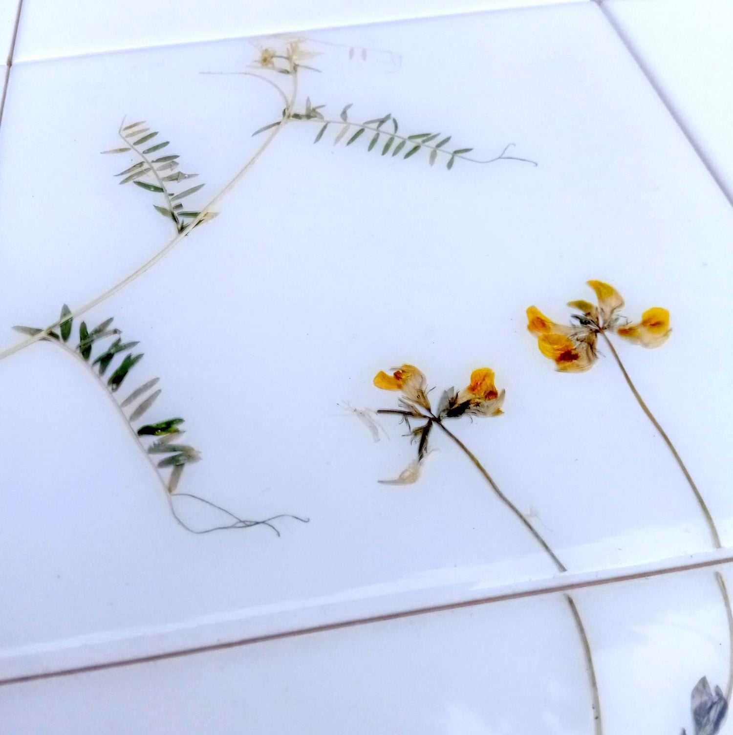 HERBARIUM TILES