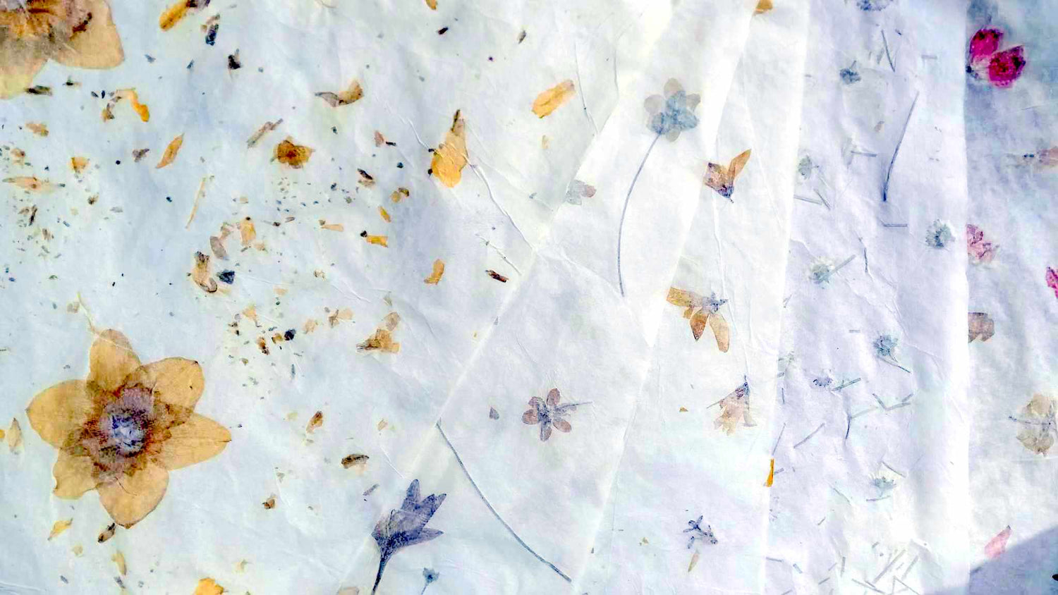 Herbarium PAPER