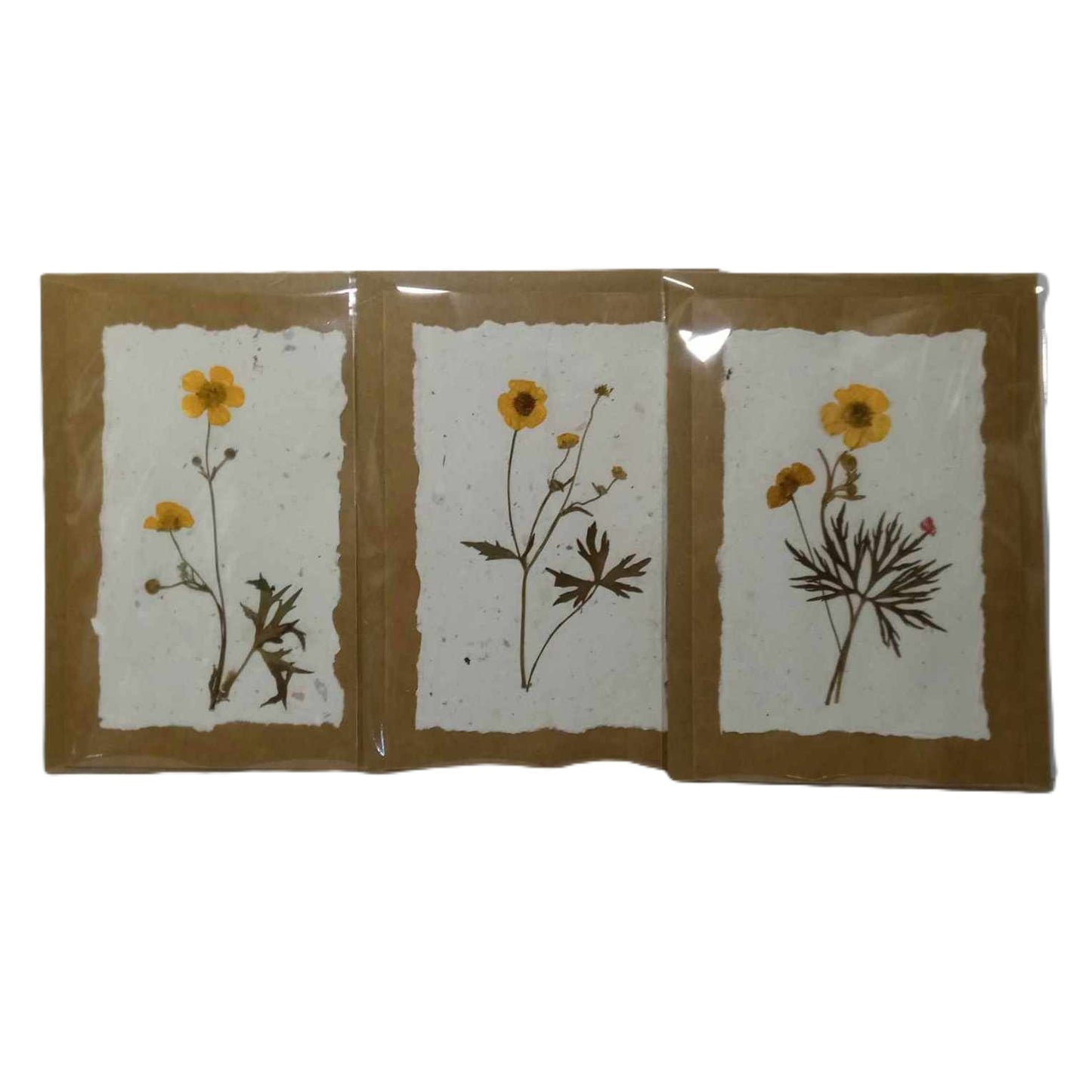 Dry Pressed Wild Flowers Botanical Card Handmade paper Herbarium Art with Envelope - Meadow Buttercup