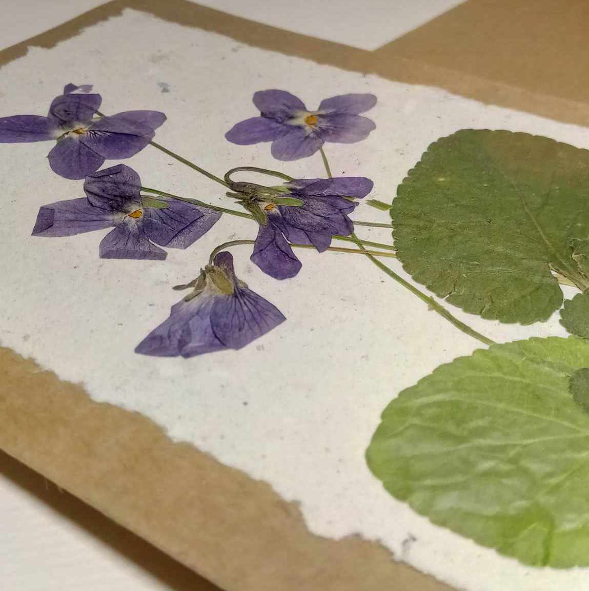 Dry Pressed Wild Flowers Botanical Card Handmade paper Herbarium Art with Envelope - Violets /natural