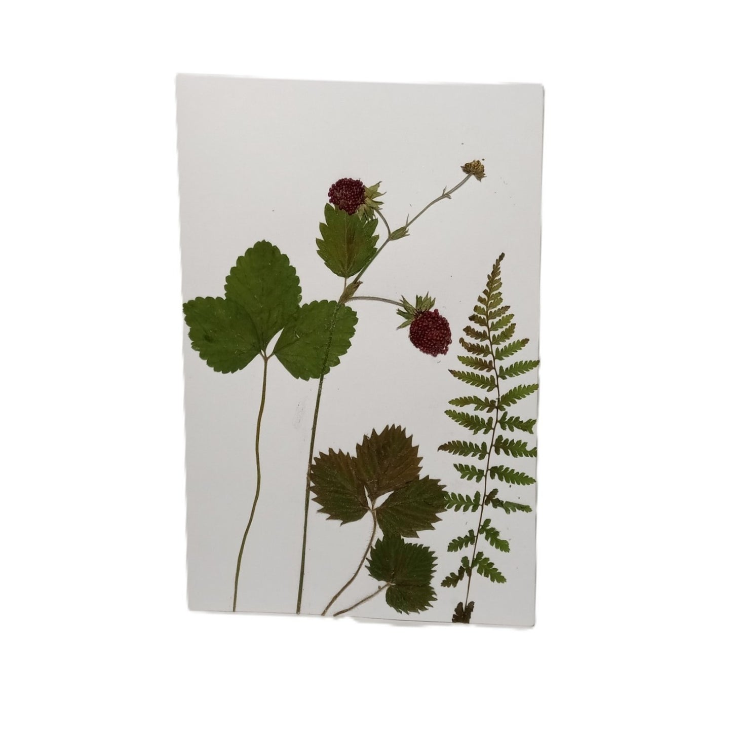 Herbarium greeting card Handmade botanical herbal pressed flower Forest strawberry eco kraft card set with envelope