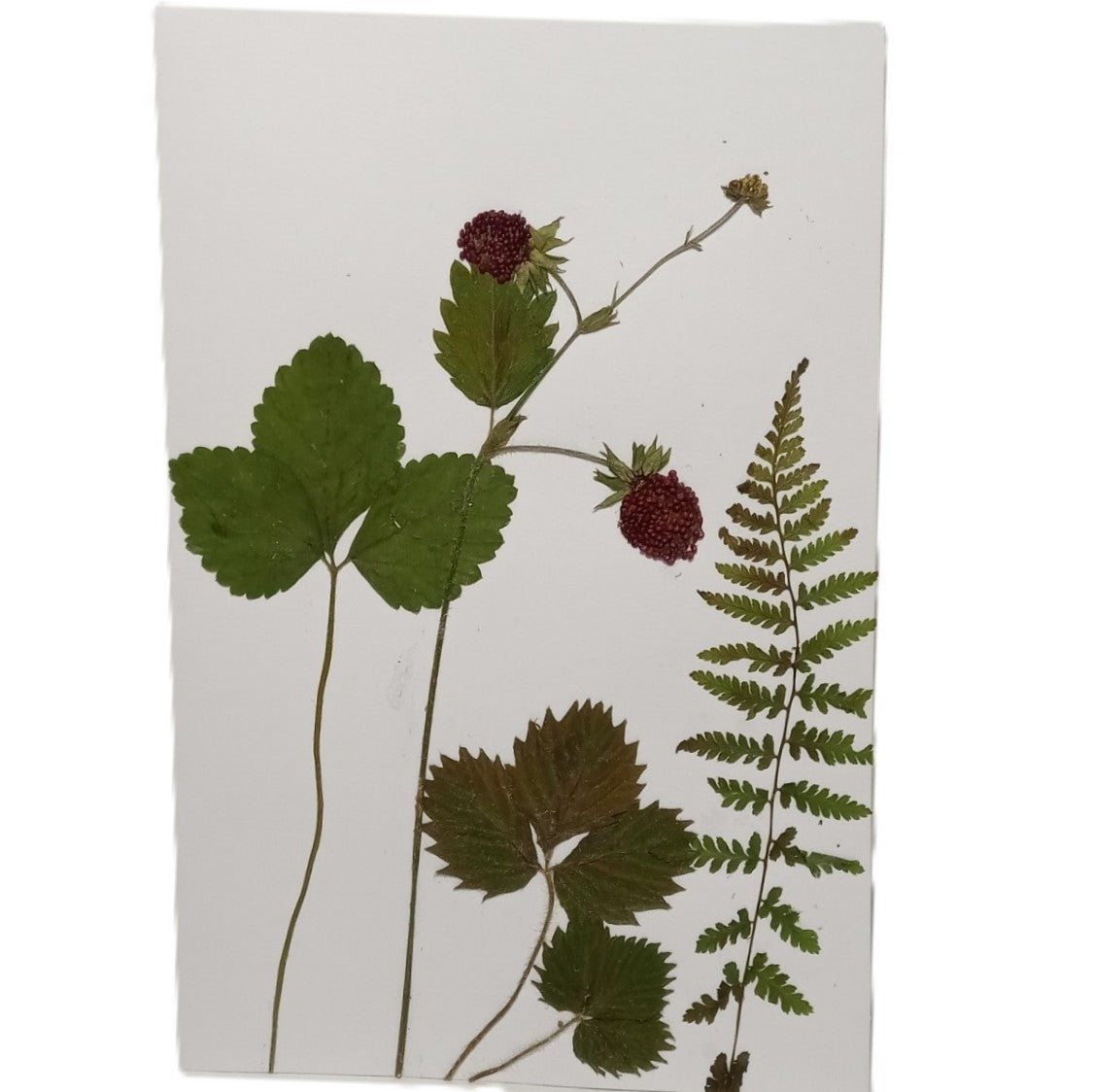 Herbarium greeting card Handmade botanical herbal pressed flower Forest strawberry eco kraft card set with envelope