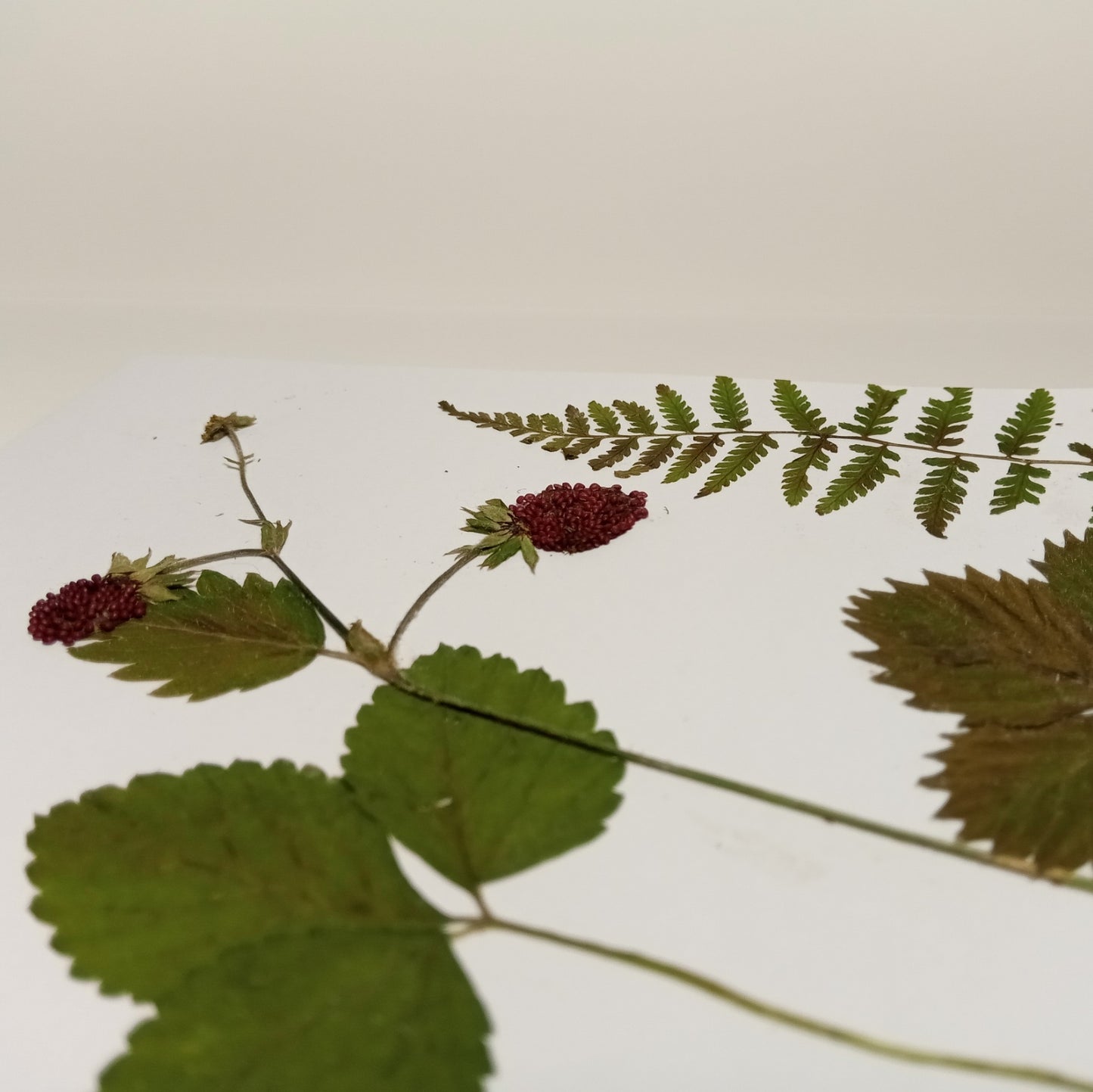 Herbarium greeting card Handmade botanical herbal pressed flower Forest strawberry eco kraft card set with envelope
