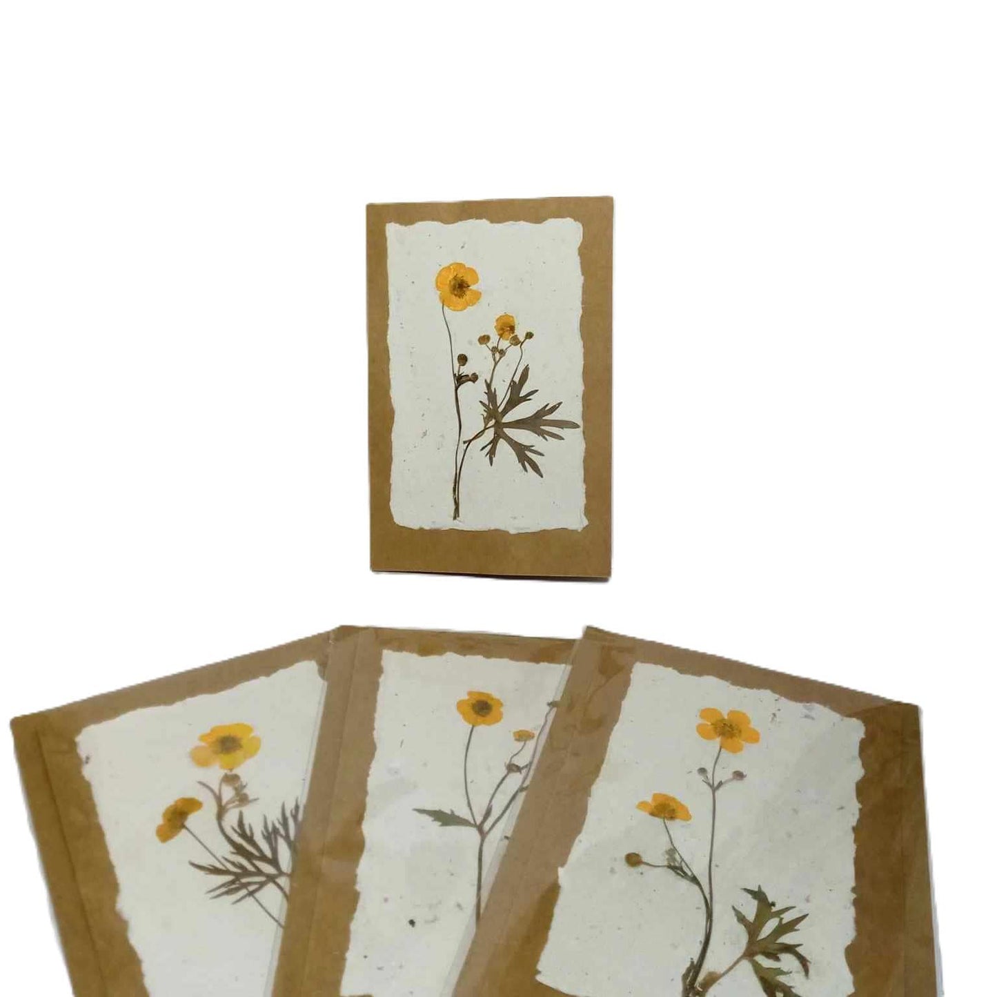 Dry Pressed Wild Flowers Botanical Card Handmade paper Herbarium Art with Envelope - Meadow Buttercup