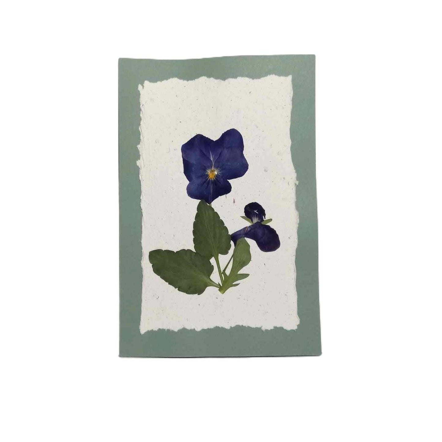 Handmade paper Pressed Wild Flowers Botanical Card Herbarium Art with Envelope Wild Pansy